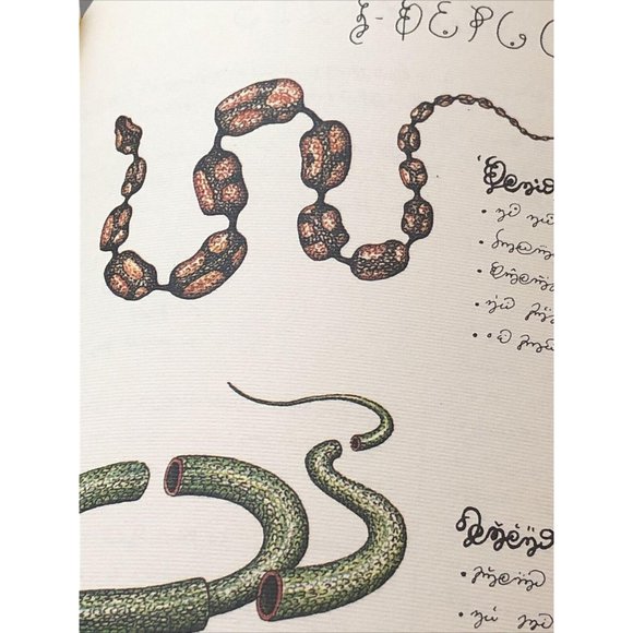 Luigi Serafini Codex Seraphinianus 13" x 9" No. 86 - Picture 2 of 8